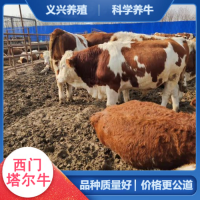 西門塔爾牛犢小母牛 肉牛養殖基地 出肉率高- 義興養殖